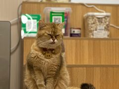 -唐小姐の私宠·宠物洗护美容·撸猫馆·购宠(周浦万达旗舰店)