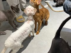 -琪喵猫屋·撸猫猫咖·猫舍