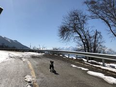 -帕帕拉兹宠物(亚洲旗舰店)