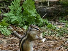 -五营红松林海景区