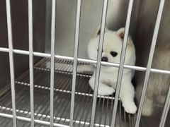 -贝康宠物医院·犬猫全科·小动物特色诊疗中心(东环路店)