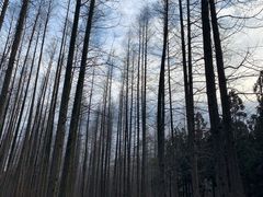 -东平国家森林公园
