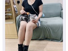 -袖虎宠物·金渐层缅因猫舍(灵芝店)