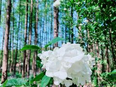 -上海共青森林公园