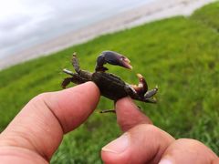 -南汇新城海滩