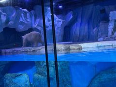 -上海海昌海洋公园-冰山北极馆
