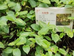 -广州神农草堂中医药博物馆