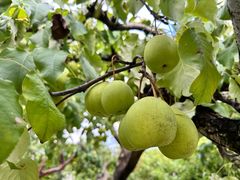 -丽泽山庄·生态怀柔菜·虹鳟鱼(红螺寺店)