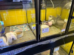 -神奇动物撸宠馆·羊驼·小浣熊·异宠(豫园店)