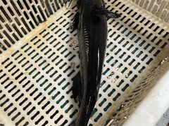 -姚记抚仙湖石锅鱼庄