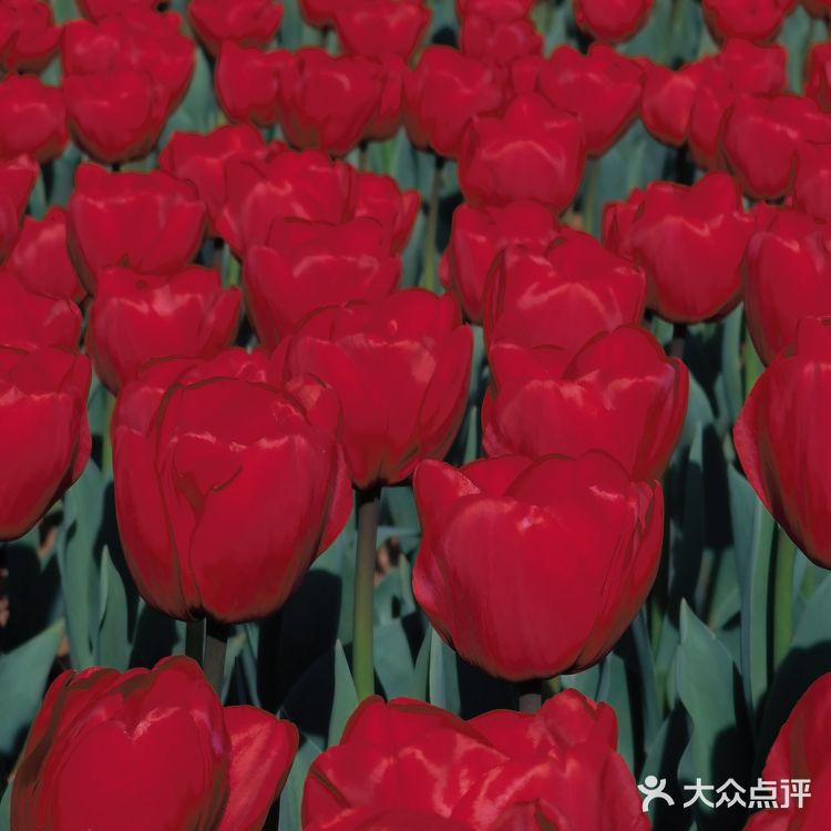 烟台郁金香🌷:和阿姨们抢夺最美拍照机位