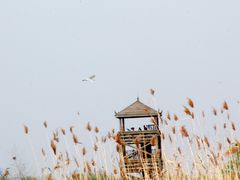 -盐城丹顶鹤湿地生态旅游区