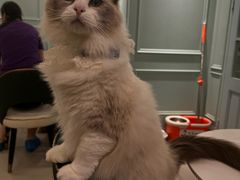-安格丽娜·狗咖·猫咖羊驼咖(春熙路百盛商场店)