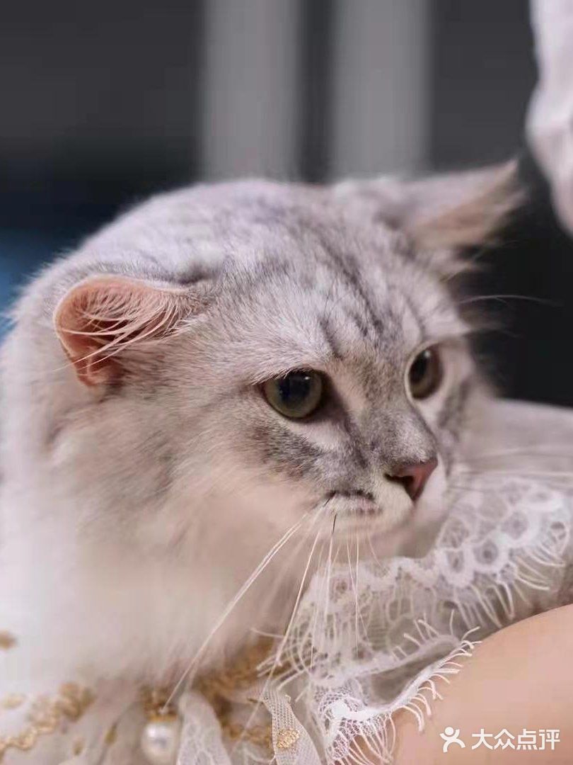 专业洗护，猫咪乖乖不乱叫[调皮]