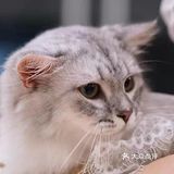 专业洗护，猫咪乖乖不乱叫[调皮]