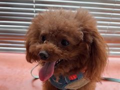 -艾贝尔宠物医院 ·内科全科(梁溪路店)