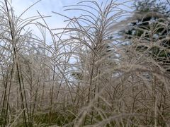 -羊亭河湿地公园