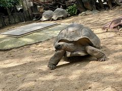 -广州长隆飞鸟乐园