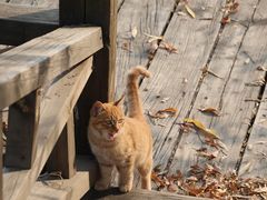 -野鸭湖国家湿地公园