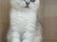 -猫力发电所·宠物专门店