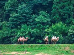 -杭州野生动物世界