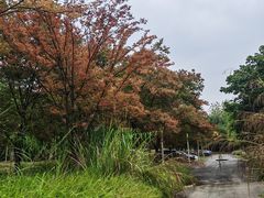 -白鹭湾湿地公园