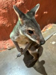 -Zoolung Zoolung动物主题公园(海信广场店)