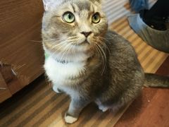 -MOCHA明星猫咖(田子坊店)
