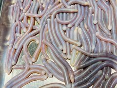 -三亚火车头万人海鲜广场