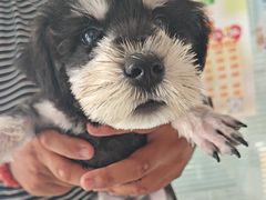 -瑞派福兴宠物医院犬猫全科·骨科·中西医结合(河东店)