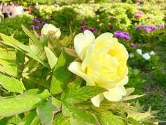 -迎泽公园