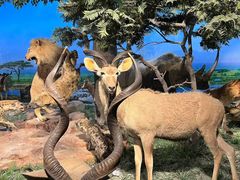 -国家自然博物馆