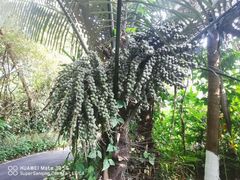 -广西壮族自治区药用植物园