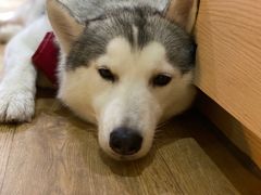 -Husky Go! 哈士奇体验馆·宠物咖啡厅狗咖