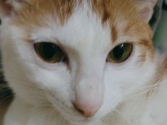 -麦当劳(沙河店)