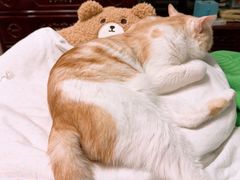 -瑞派·关忠动物医院·猫专科·犬专科(三环新城店)