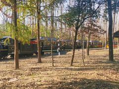 -合肥滨湖国家森林公园