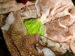 毛肚-顺峰火锅自助