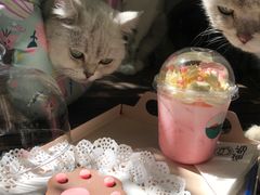 -喵屿·大理花园猫咖