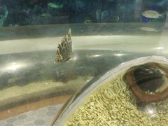 -萌宠奇缘(荣鼎店)