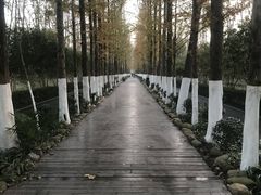 -合肥滨湖国家森林公园