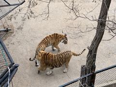 -大连森林动物园