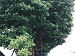 -大炮台