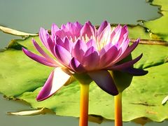 -国家植物园南园