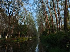 -合肥滨湖国家森林公园