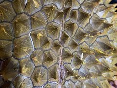 -水果地带(中航国际店)