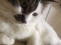 -汪喵宠物医院·骨科心脏影像·犬猫急重症ICU诊疗中心(成华分院)