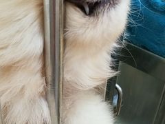 -芭比堂动物医院·犬猫全科·异宠专科(雁塔分院)