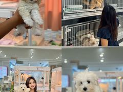 -翊宠yipet猫狗购宠庄园犬舍•猫舍