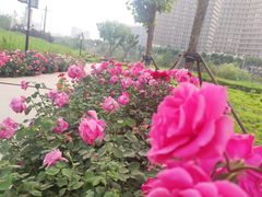 -西海子公园